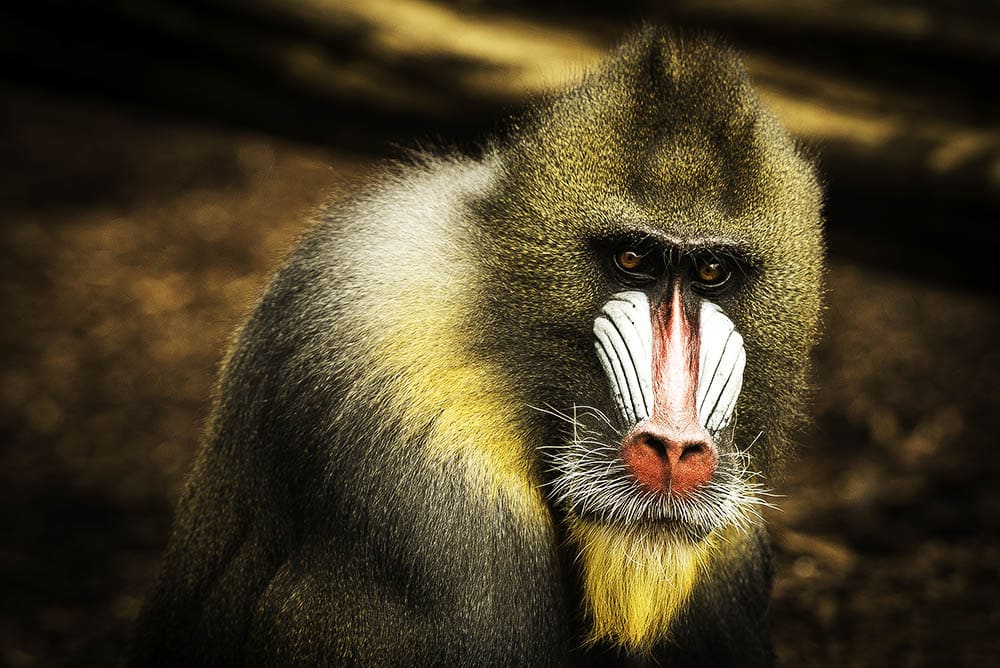 Why Understanding the Social Lives of Animals Matters: How Sociology Can Unlock Secrets of Animal Behavior