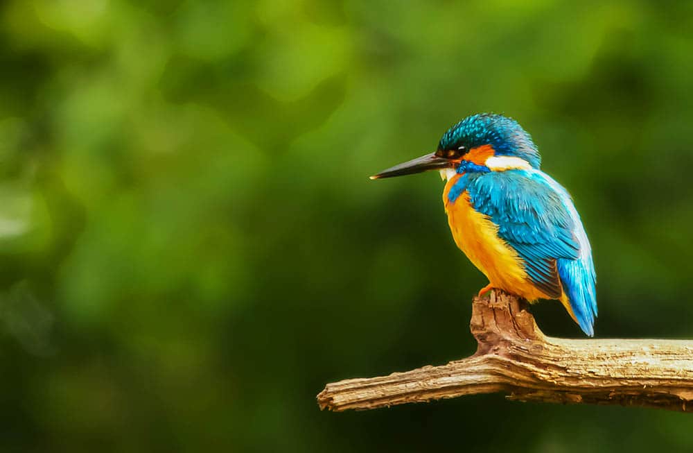 Revolutionizing Animal Welfare: How Genetic Engineering can Enhance the Lives of Animals