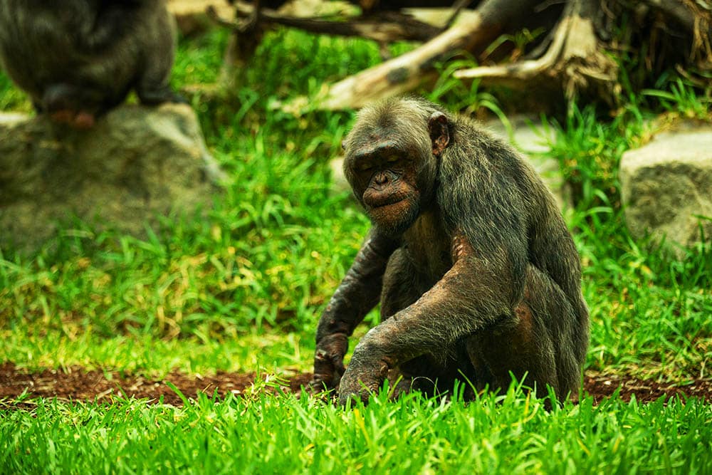 Why Zoos are Essential for Education, Conservation, and the Protection of Endangered Species