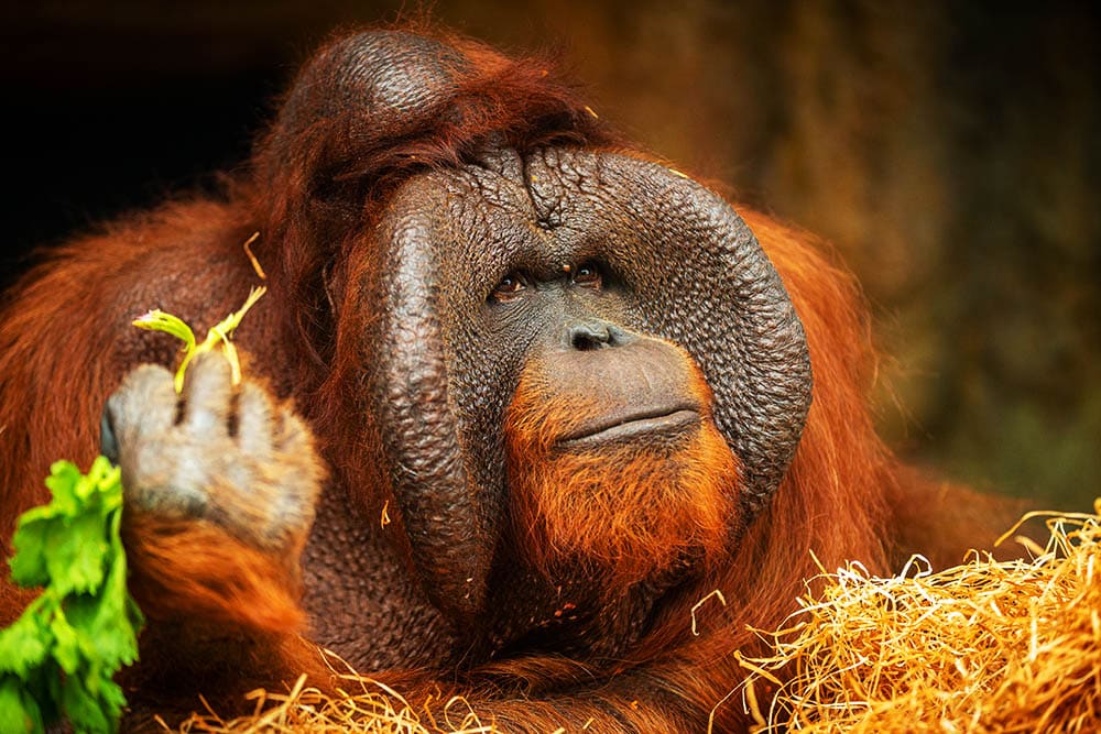 Why Animal Tourist Attractions Are Cruel and Must End Now: The Ethical Argument