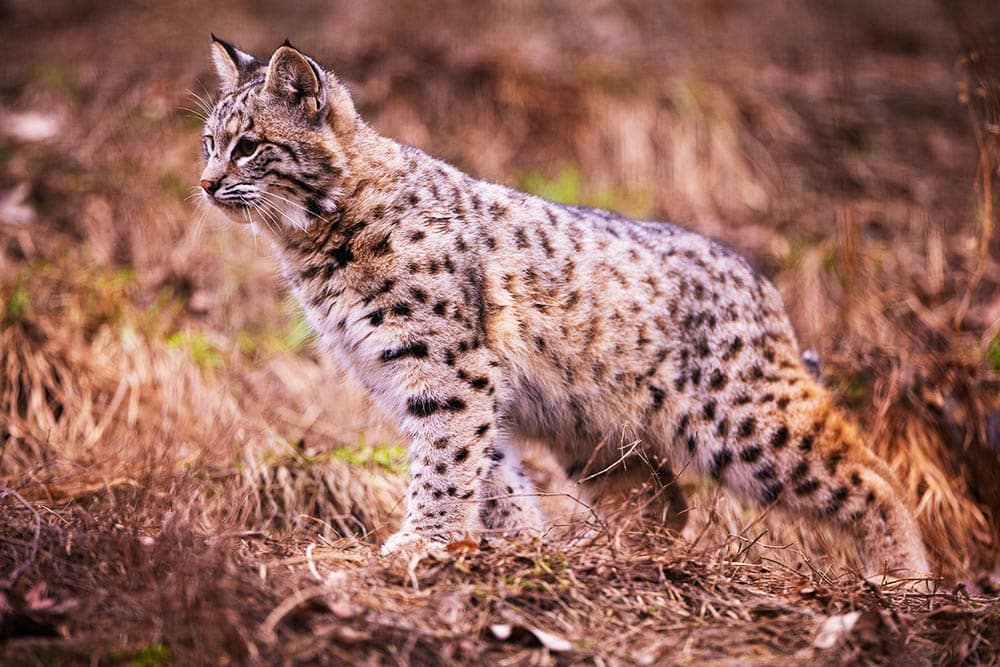 Act Now Before It’s Too Late: Protect Our Endangered Species!