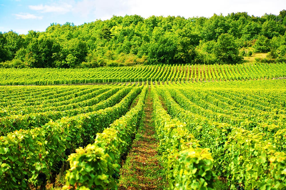 Revolutionizing the Future of Farming: Why Sustainable Agriculture is Vital for a Healthy Planet