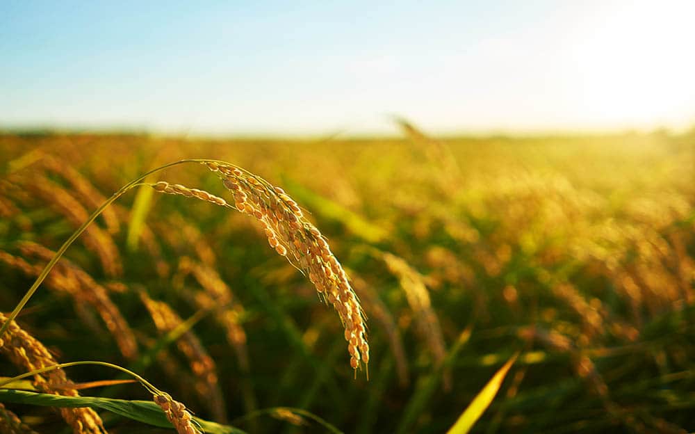 Revolutionizing Agriculture: How Innovative Techniques are Feeding the World and Saving the Planet
