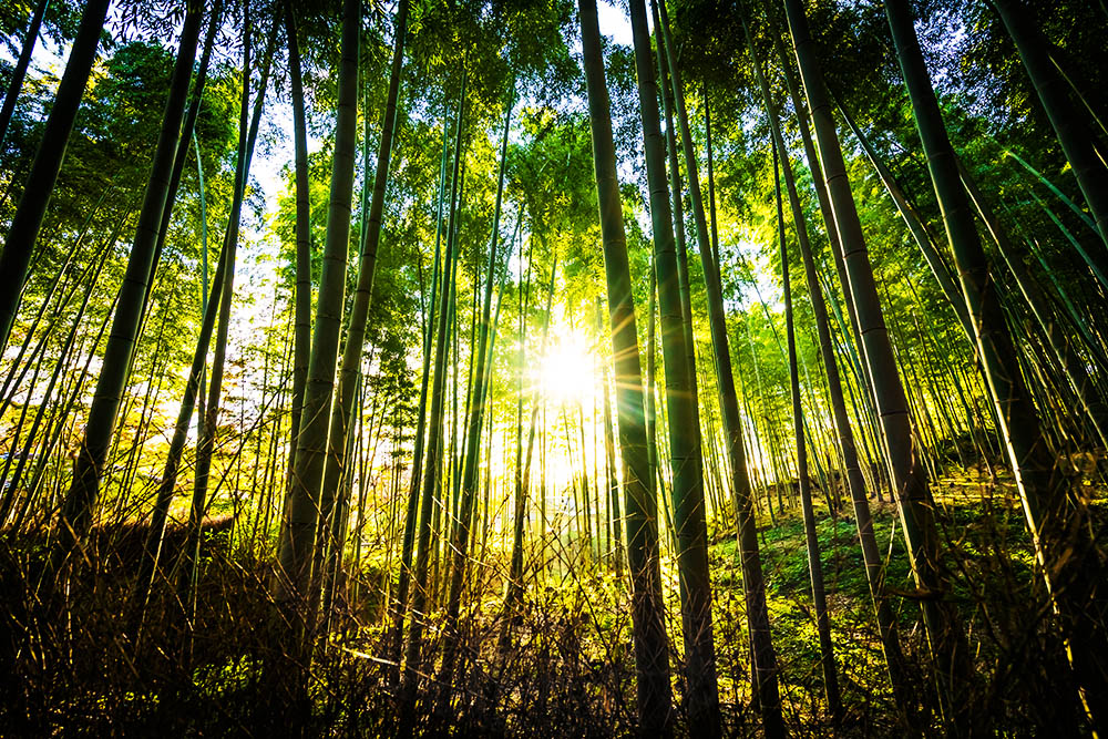 Protecting Our Planet: Why Investing in Protected Areas Is Essential for a Sustainable Future