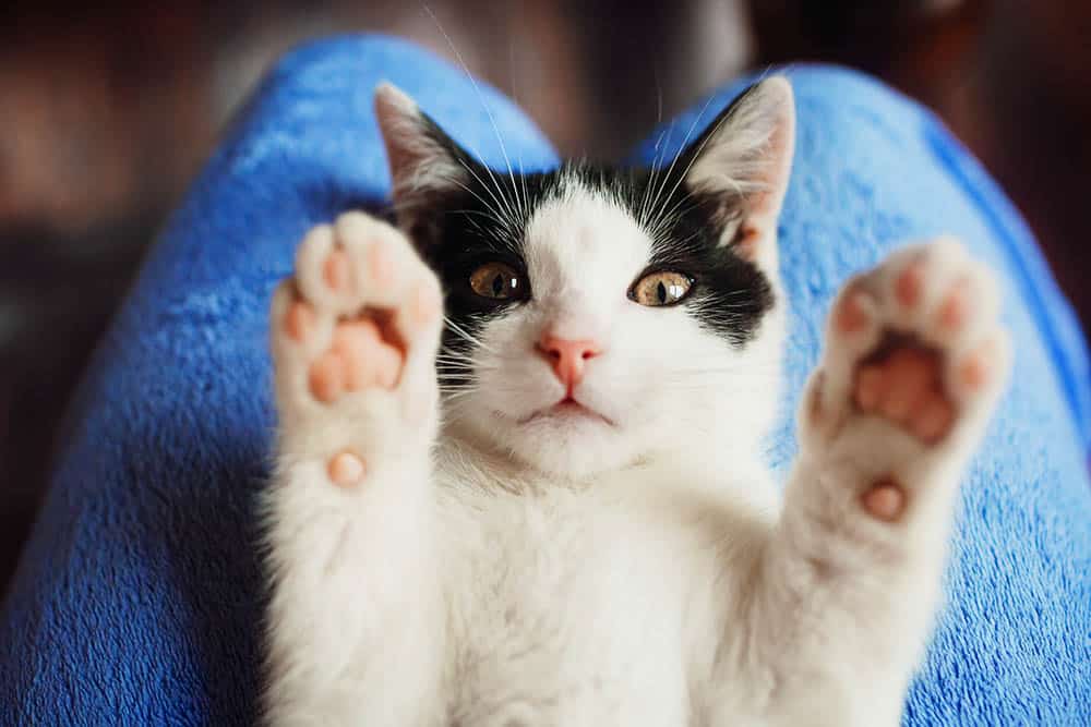 Unleashing the Healing Power of Animals: Why Animal-Assisted Therapy is Revolutionizing the Field of Mental Health