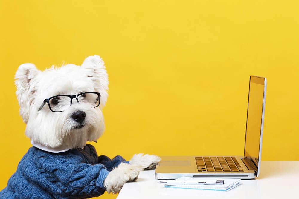 Unlocking the Secret to Successful Learning: How Animals Elevate Education!